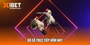 Đá gà trực tiếp hôm nay